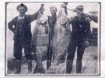 Chinook salmon on display in 1910 at Union Fisherman’s Dock in Astoria, Oregon (Wikimedia image)