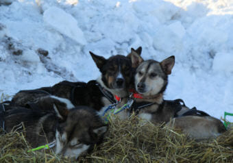 Joar Ulsom’s dogs nuzzle up next to each other in Unalakleet on March 11, 2018.