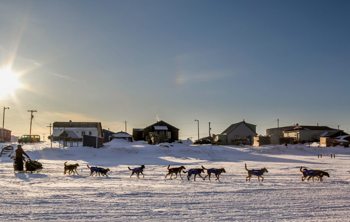 Iditarod checkpoint enforces ordinance to control loose dog population