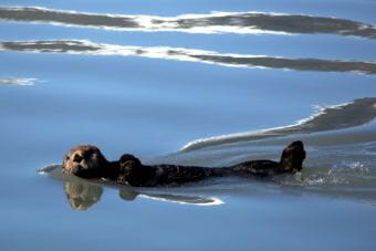 A sea otter floats at the Kenai Fjords National Park. (Public domain photo by Kaitlin Thoresen/National Park Service)