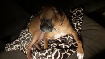 Tammy Hunt's family dog Bob died in January 2018.