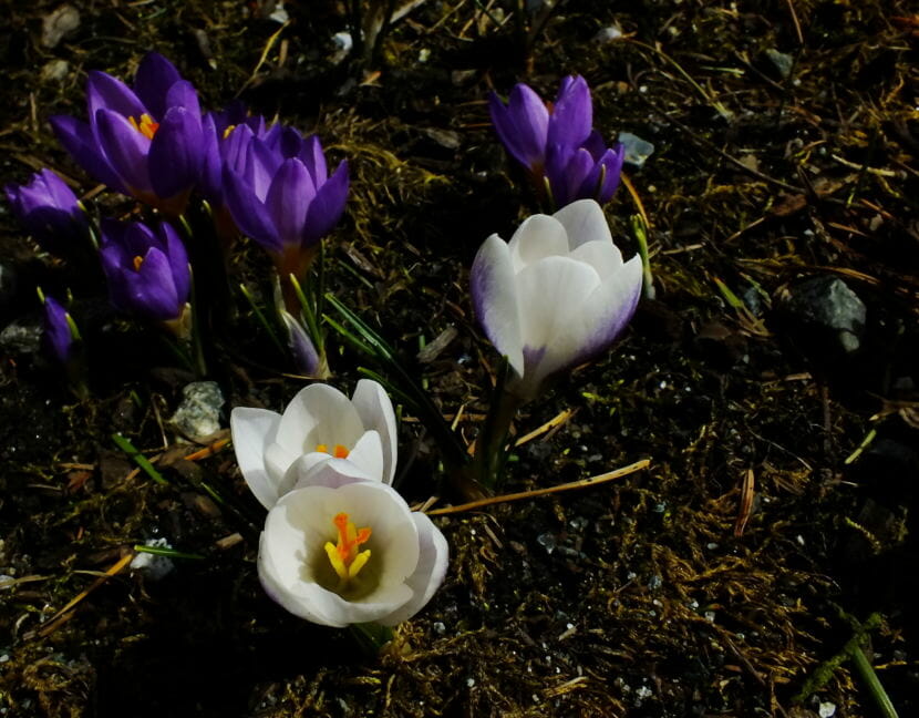 Crocuses bloom at Centennial Hall in late March 2018.