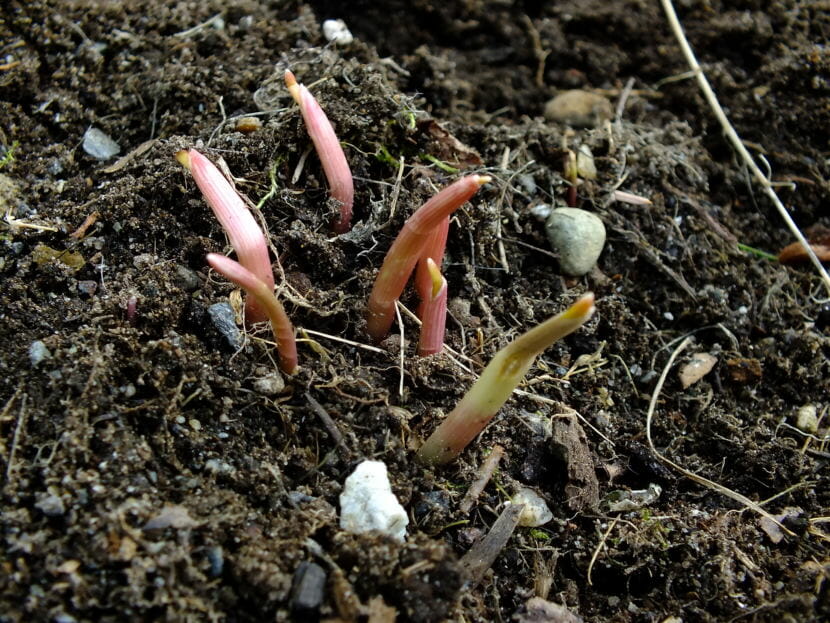 Garlic poke through the soil at the KTOO Agricultural Test Station and Garden of Science in late March 2018.