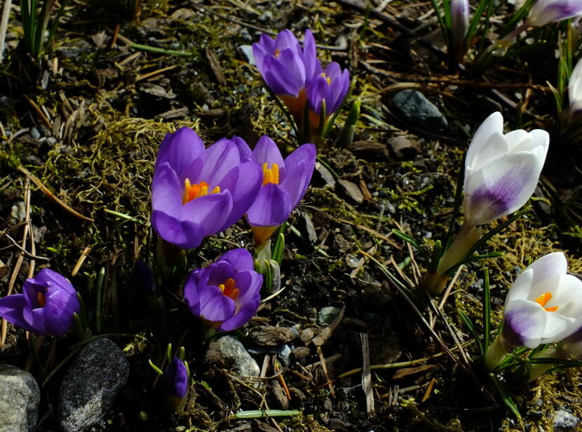Crocuses bloom at Centennial Hall in late March 2018.
