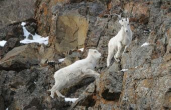A pair of Dall sheep feed March 10 on the cliffs along Turnagain Arm and the Seward Highway south of Anchorage. (Photo by Bob Hallinen/Anchorage Daily News)