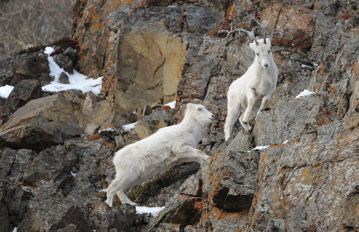 Bacteria that can kill wild sheep and 