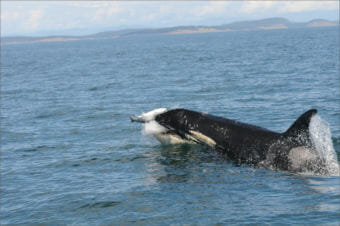 An endangered Southern Resident orca pursues a coho salmon off San Juan Island. Photo courtesy Candice Emmons/NOAA Fisheries/Northwest Fisheries Science Center)