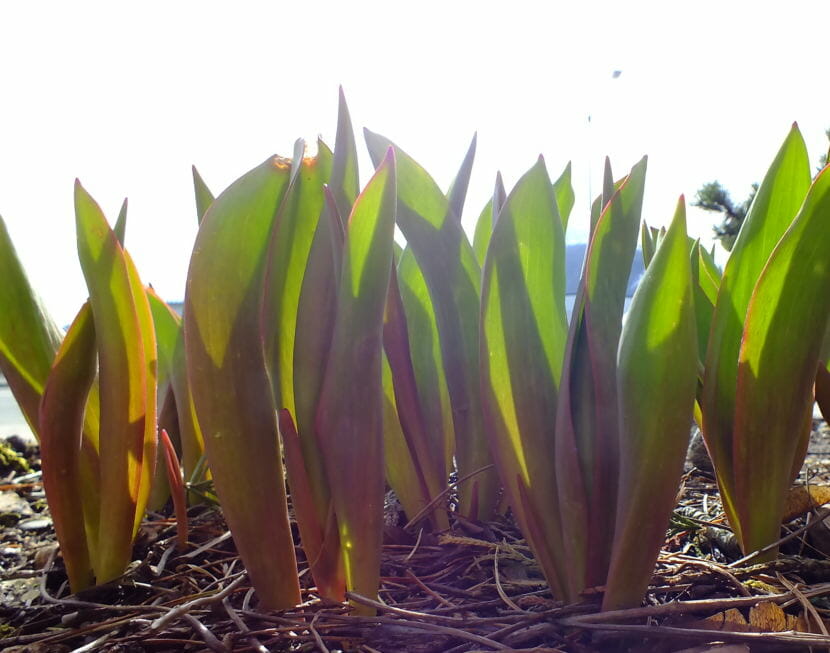 The tulips are up, but haven't bloomed yet at Centennial Hall in late March 2018. (Photo by Matt Miller/KTOO)