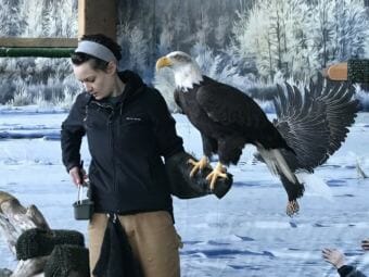 Sidney Campbell with Arden, an American bald eagle at the American Bald Eagle Foundation Raptor Center and Natural History Museum in Haines, Alaska. (Photo courtesy Stefanie Jenkinson)