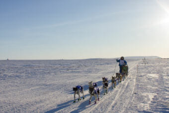 Wade Marrs, mushing along the Iditarod 2016 Trail on the outskirts of Nome. (Photo by Laura Collins/KNOM)