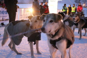 Allen Moore’s dogs just after crossing the finish line in Whitehorse. (Photo by Zoe Rom/KUAC)