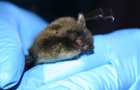 Myotis lucifugus is better known as the little brown bat. It is the only bat that resides in both Southeast and Interior Alaska.