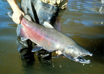 Wildlife officials expect returns of salmon in Washington state will be low this year. (File photo courtesy U.S. Fish and Wildlife Service)