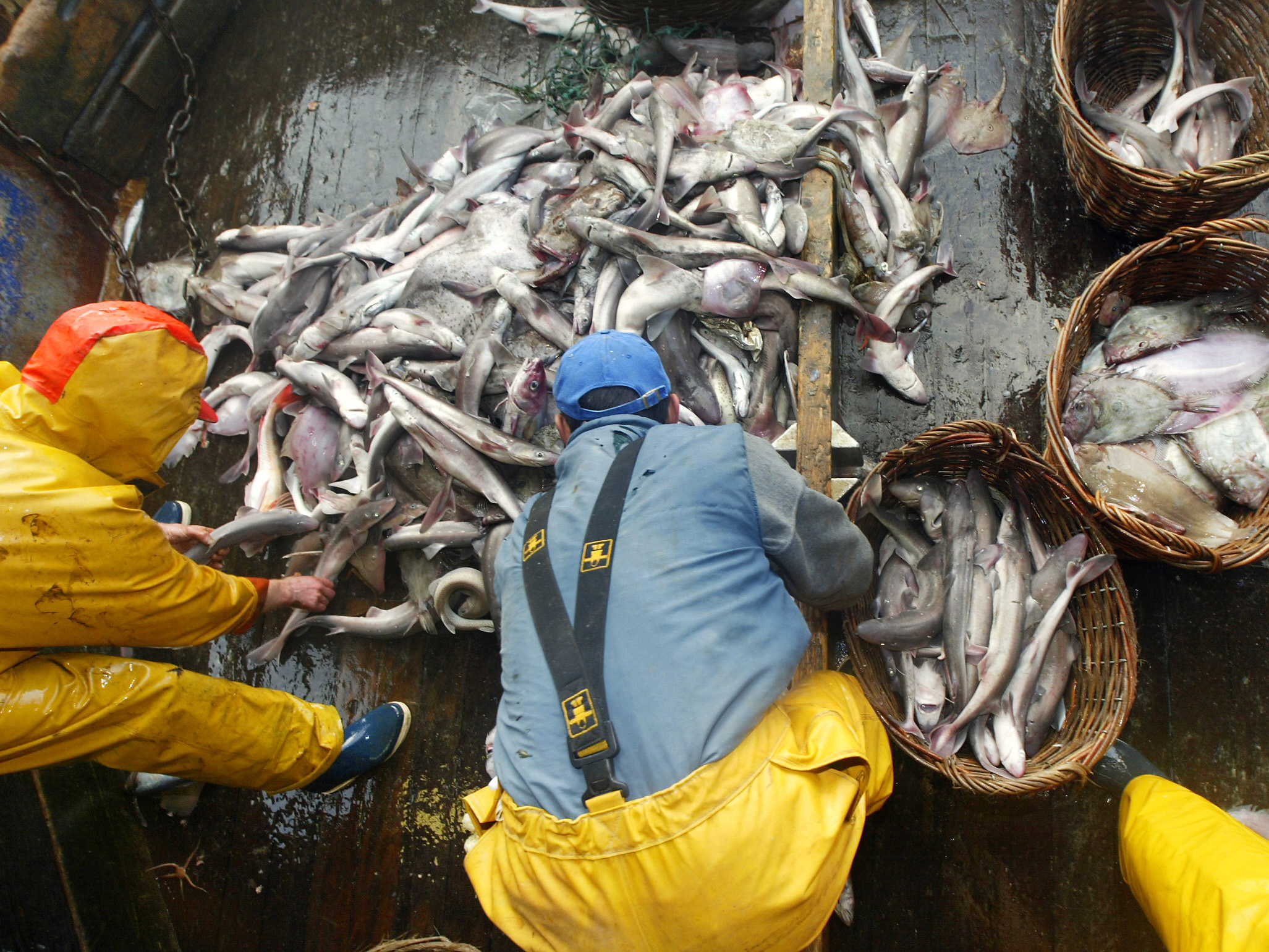 Fisherman loading a catch into baskets at sea aboard a Spanish boat. Two vessels flying the Spanish flag were signaled out for "going dark" in a new report issued by the conservation group Oceana. (Photo by Marcel Mochet/AFP/Getty Images)