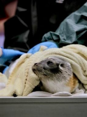 The male seal receives 24-hour care at the Alaska SeaLife Center in Seward. He was found sick on an Unalaska beach earlier this month. (Photo courtesy Alaska Sealife Center)