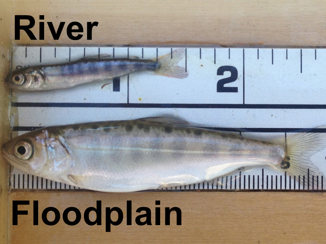 "Floodplain fatties" is a nickname for the well-fed baby salmon and smelt who will eat bugs farmed in the rice fields while swimming through the Sacramento River. (Photo courtesy of California Trout)