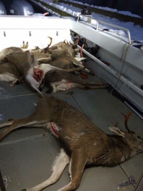 Alaska Wildlife Troopers say this undated photo is evidence of Juneau residents poaching deer in fall 2015. (Courtesy Alaska Wildlife Troopers)