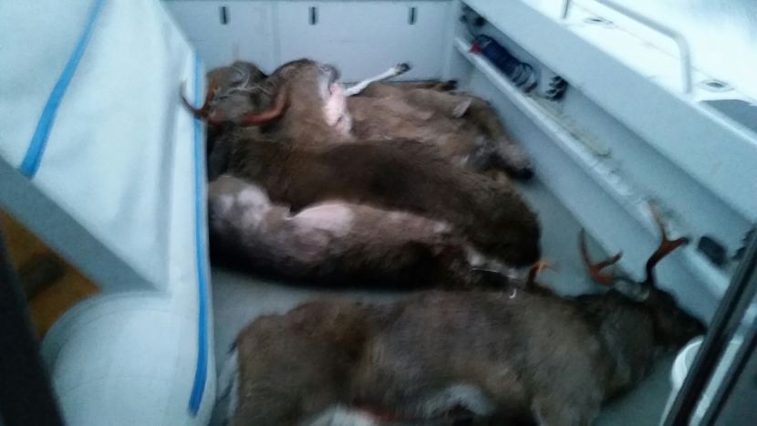 Alaska Wildlife Troopers say this photo, believed taken on or about Nov. 11, 2015, is evidence of Juneau residents poaching deer.