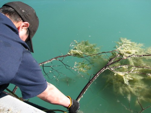 Gathering Herring Eggs, Alaska Department of Fish and Game