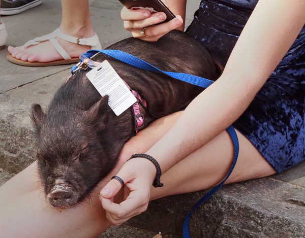 An emotional support pig (Photo by Ken Dodds/Flickr creative commons image)