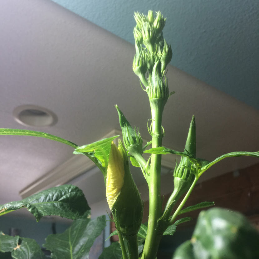 Okra plant flowers and buds with fruit in a North Douglas kitchen.