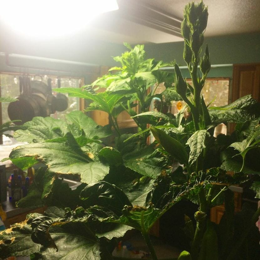 Three okra plants take over a North Douglas kitchen.