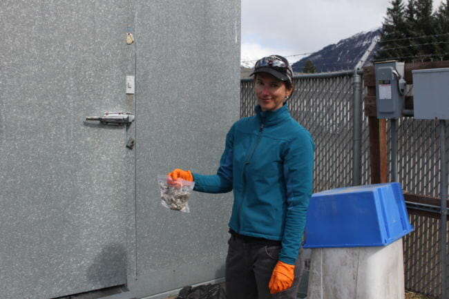 Gretchen Roffler holds one of the bags of wolf scat collected by Greg Streveler. (Photo by Elizabeth Jenkins/Alaska's Energy Desk).