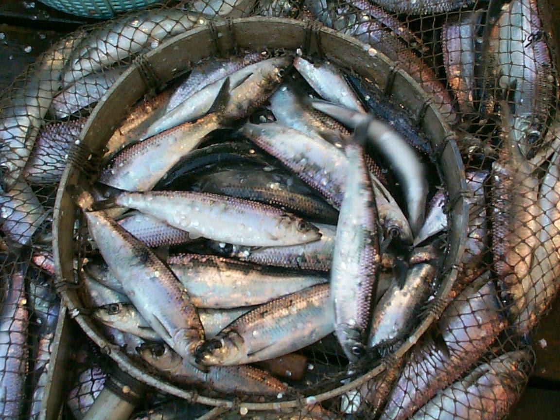 The state's largest sac roe herring fishery got underway Sunday in the midst of high winds and a NOAA gale warning. (Photo by Tim Sands/Alaska Department of Fish and Game) TIM SANDS/ADF&G