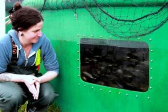 Sitka Sound Science Center aquaculture director Angie Bowers examines the 14,000 coho smolt that survived near-suffocation May 5, 2018. Although not a disaster for the hatchery, “this was intentional.” Located in downtown Sitka on the historic Sheldon Jackson Campus, the center is considering installing surveillance cameras. (photo by Robert Woolsey/KCAW)