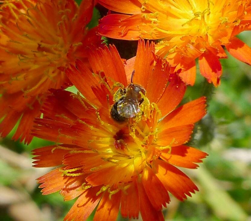 A bee gets dusted with pollen in a Ketchikan flower bed.