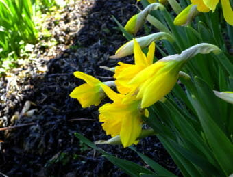 Daffodils bloom in a North Douglas flower bed lined with seaweed mulch.