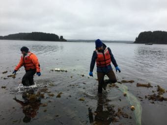 Marine scientists Alisa Abookire, left, and Mike Litzow clear kelp out of their seine. (Photo by Mitch Borden/KMXT)
