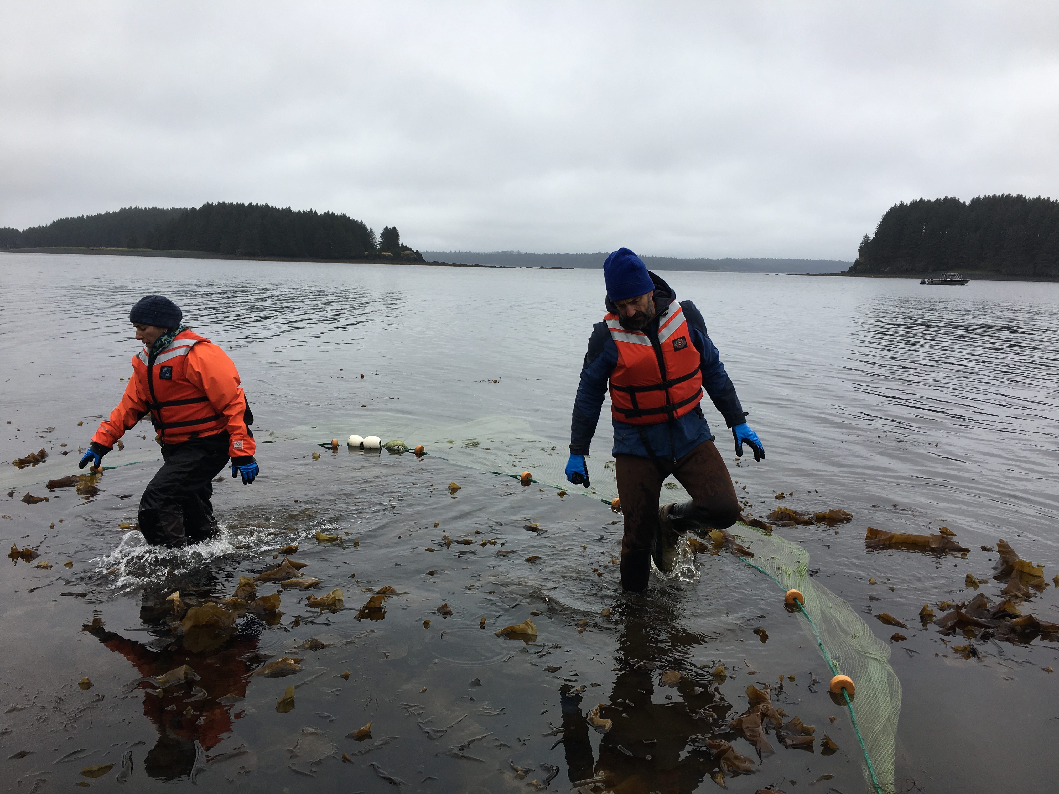 Marine scientists Alisa Abookire, left, and Mike Litzow clear kelp out of their seine. (Photo by Mitch Borden/KMXT)