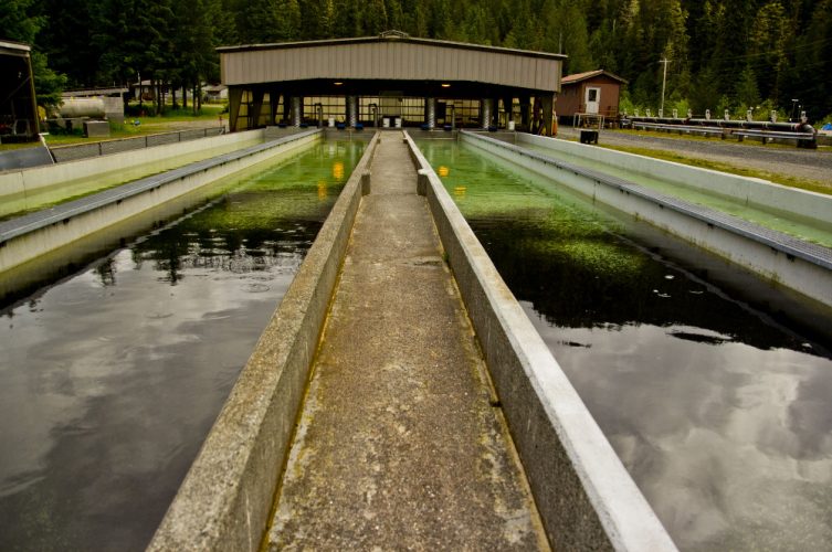 Young salmon are raised in concrete raceways at Blind Slough about 17 miles south of Petersburg. (Alexis Kenyon/KFSK)