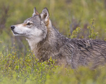 A wolf in Denali National Park and Preserve in June 2010.
