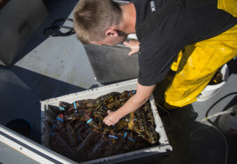 Austin Steeves packages lobsters after hauling traps on his grandfather's boat in Casco Bay, Portland, Maine. (Photo by Derek Davis/Portland Press Herald via Getty Images)