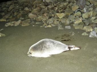 The first ringed seal was spotted last February near Kloosterboer at the Port of Dutch Harbor. (Photo courtesy Melissa Good/Alaska Sea Grant)