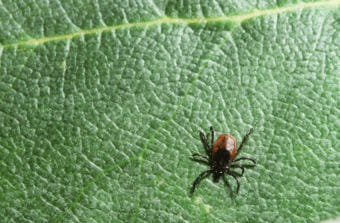 Black-legged ticks, also known as deer ticks, can carry Lyme disease. (Photo by Kenneth H Thomas/Science Source/Getty Images)