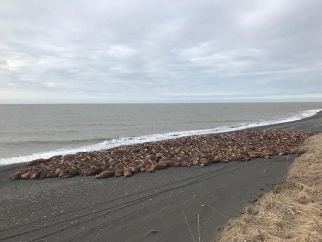 Walrus began showing up on the beaches near Port Heiden in early April. (Photo courtesy John Christensen)