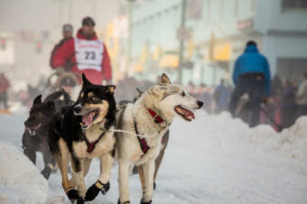 Nome musher Aaron Burmeister at the Iditarod Ceremonial Start in downtown Anchorage, March 1, 2014. Burmeister is one of the ITC board members who may be resigning soon. (Photo by David Dodman/KNOM)
