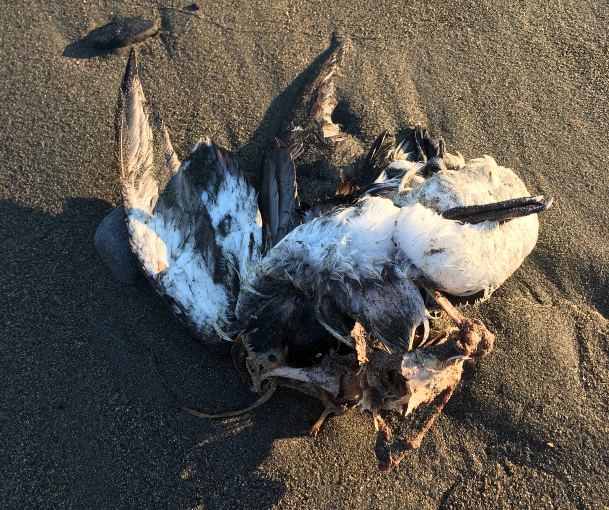 A dead murre that washed ashore in Nome in June 2018. (Photo by Zoe Grueskin, KNOM)