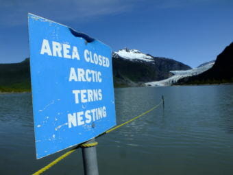 Signs and ropes mark off closed nesting areas for Arctic terns at the Mendenhall Glacier Recreation Area.