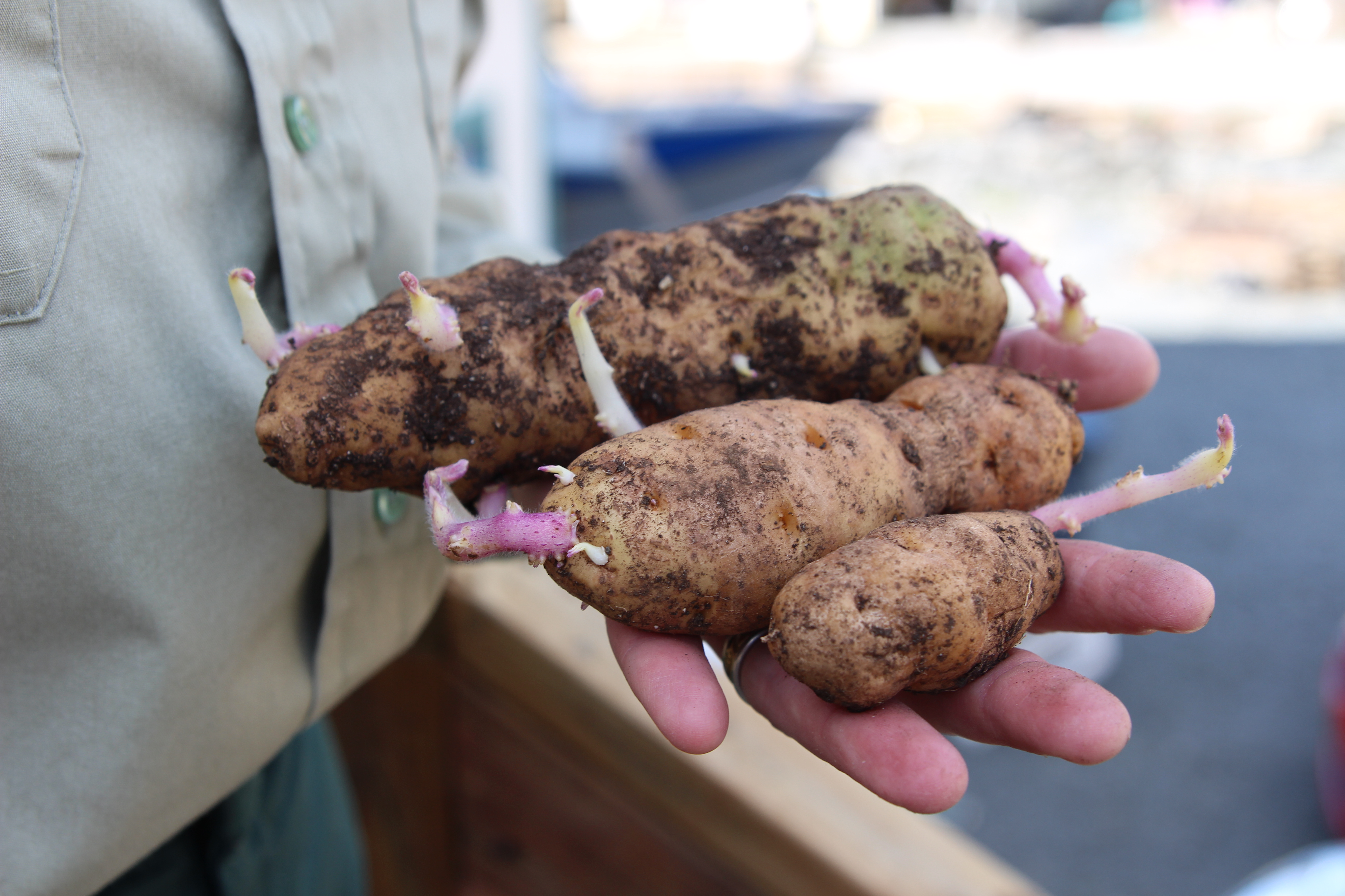 Michelle Putz displays a handful of Maria’s potatoes. (Photo by Katherine Rose/KCAW)