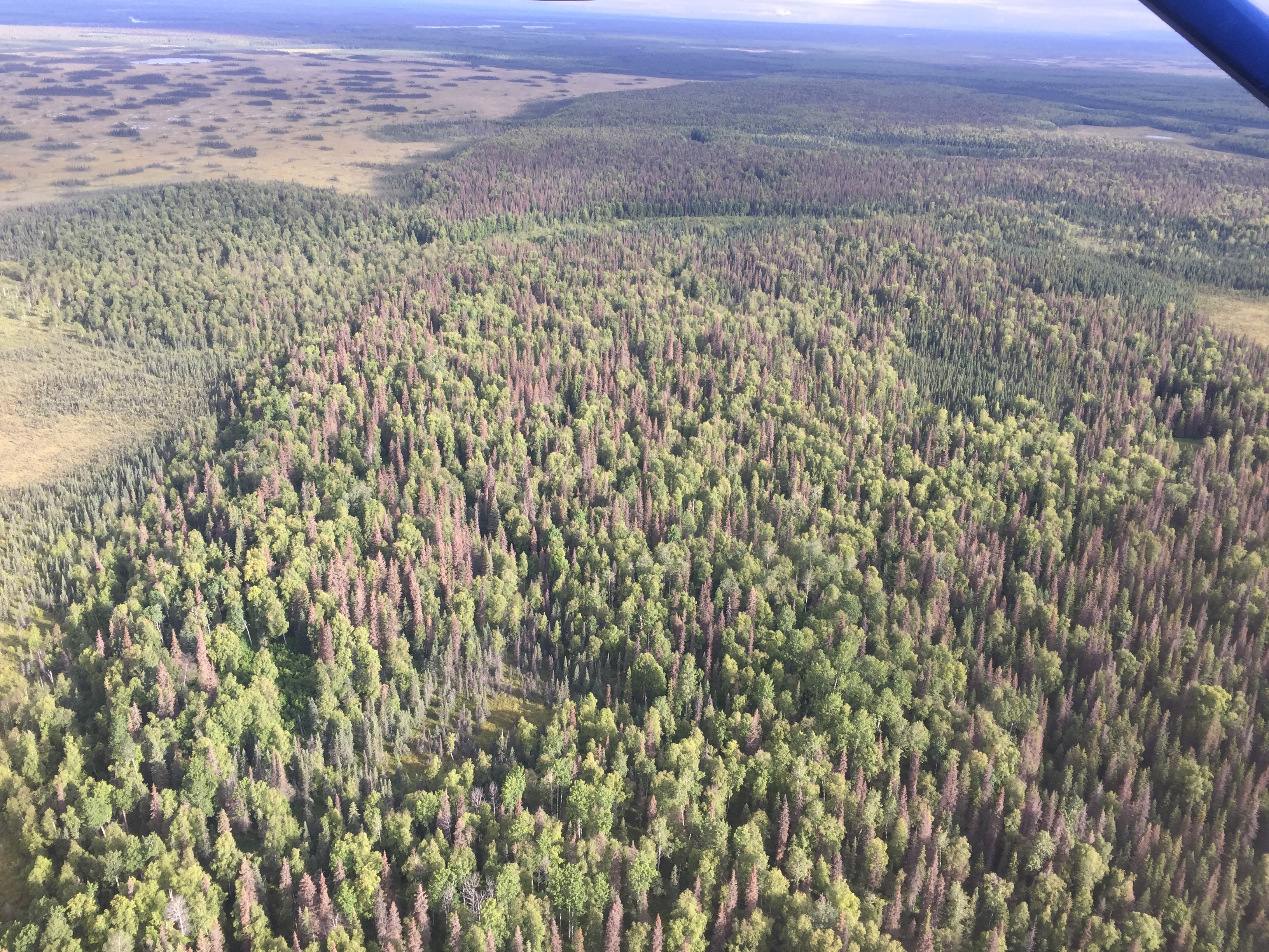 Spruce beetle outbreak in the Mat-Su Valley seen during the 2017 aerial detection survey. (Photo courtesy U.S. Forest Service)