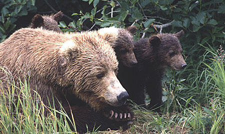 More than 200 brown bears were harvested in the Bristol Bay region in spring 2016, according to preliminary numbers from Alaska Department of Fish and Game. (Photo courtesy of National Park Service)
