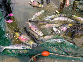 Salmon caught in a seine net in the eastern Norton Sound, just up the Bering Sea coast from Nome. (File photo by KNOM)