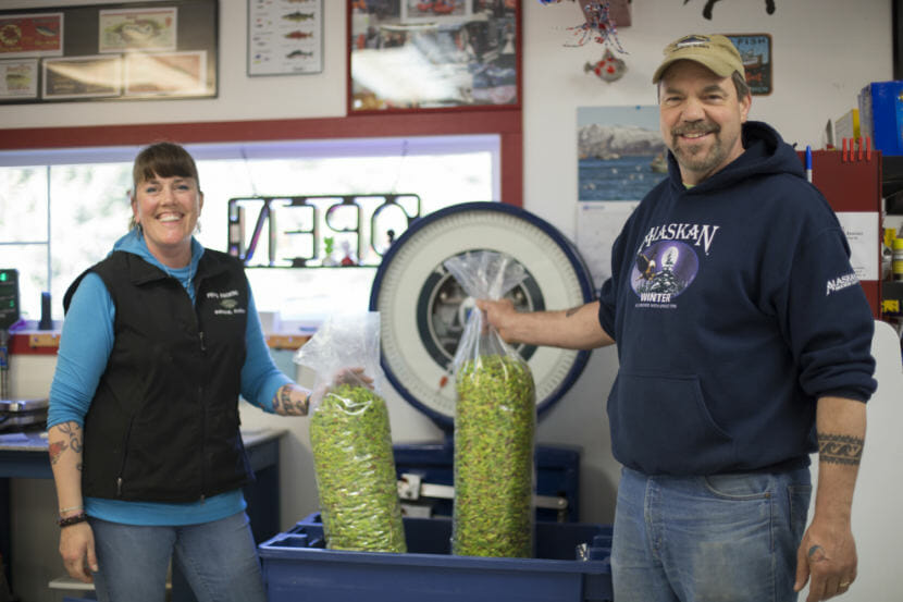 Owners Pep and John Scott weigh spruce tips at Pep’s packing in Gustavus on May 31, 2018. The family owned fish processing plant provides spruce tips to buyers across southeast Alaska and the Lower 48.