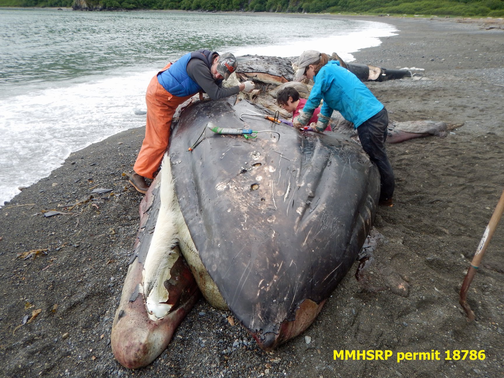 Whale carcass. (Photo courtesy Kathy Burek, Alaska Veterinary Pathology Services)