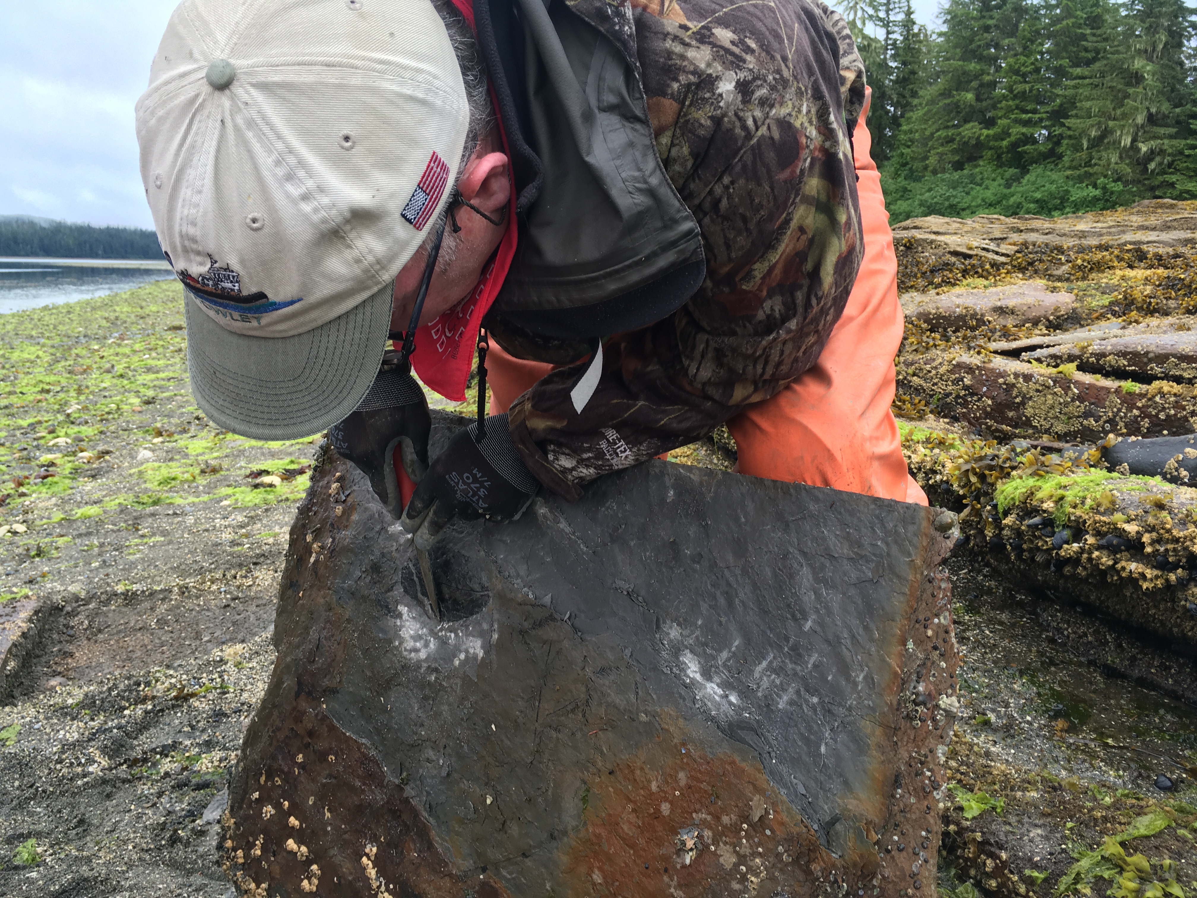 Tom Fowler of Ketchikan scrapes off a thin layer of sandstone to reveal the impression of an ancient leaf. (Photo courtesy Josef Quitsland)