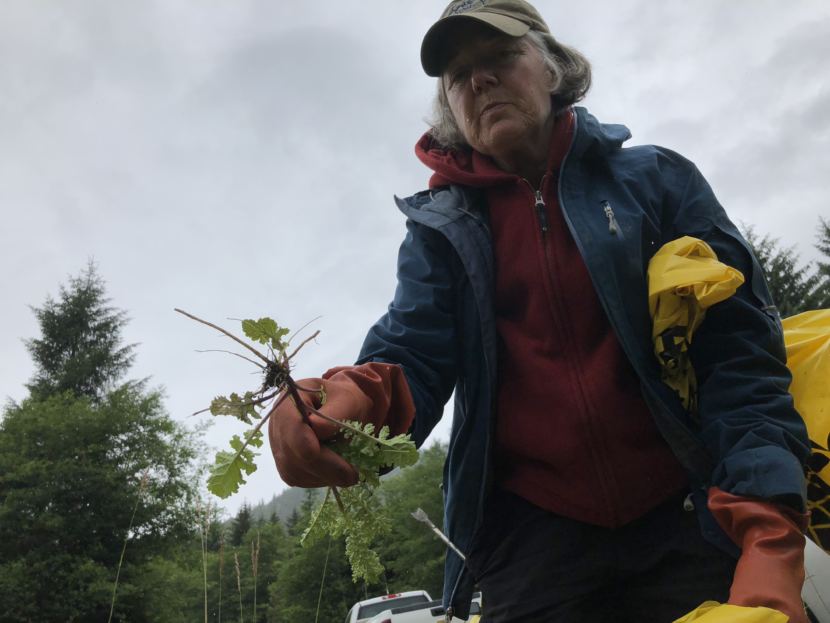 Victoria McDonald holds up a piece of Tansy Ragwort she picked in Ward Cove in 2018.